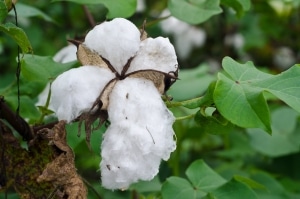 American Southern Cotton South Carolina
