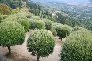 olive trees in Tuscany Italy