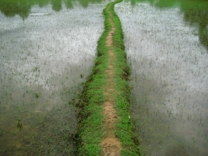 rice-field-path-Muang-Khong-Laos