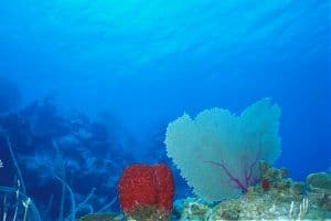 scuba diving Cayman islands brac